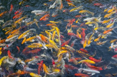 koi balık gölde Yüzme