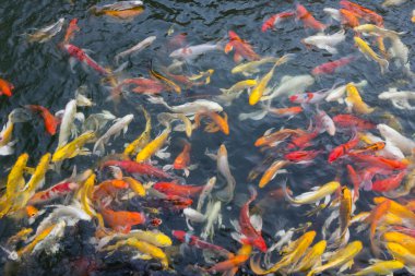 koi balık gölde Yüzme