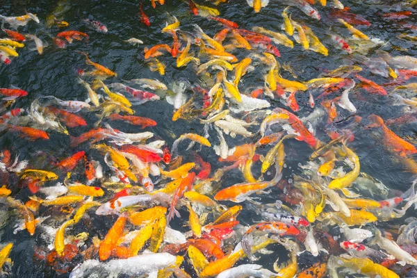 Koi peces nadando en el estanque — Foto de Stock