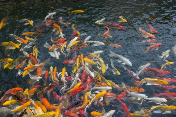 Peixes Koi nadando agressivamente na lagoa — Fotografia de Stock