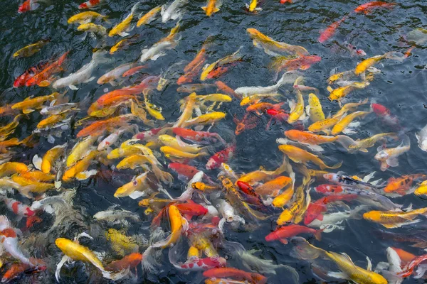 Koi peces nadando en el estanque — Foto de Stock