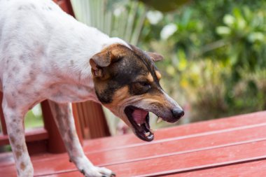kızgın köpek dişleri bared ile