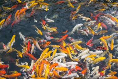 koi balık gölde Yüzme