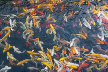 koi balık gölde Yüzme