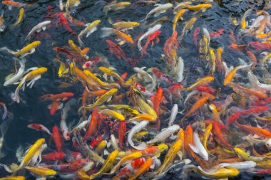 koi balık gölde Yüzme