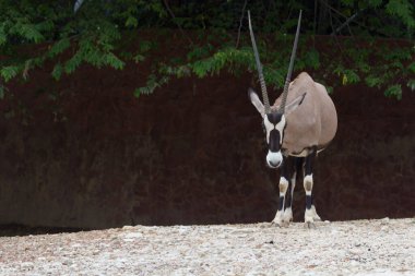 Gemsbok antilobu (Oryx gazella) geyiği, Güney Afrika