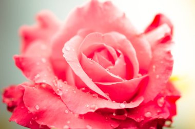 Beyaz arkaplanda su damlaları olan taze bir gül