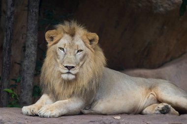 Aslan dinleniyor ve izliyor