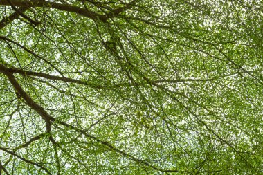 Arkaplan için yeşil yaprak doğal kullanımı