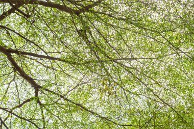 Arkaplan için yeşil yaprak doğal kullanımı