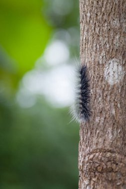 Yünlü Ayı Tırtıl, Doğa