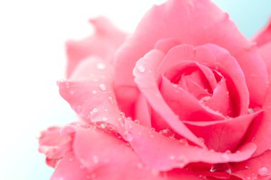 Beyaz arkaplanda su damlaları olan taze bir gül