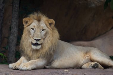 Aslan dinleniyor ve izliyor