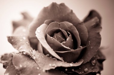 Beyaz arkaplanda su damlaları olan taze bir gül