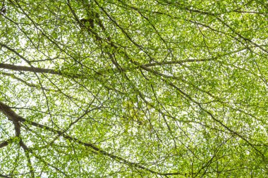 Dalları güneş ışığını gölgeleyen büyük bir ağaç.