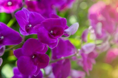 Mor orkideler çiçek arkaplanı