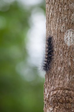 Yünlü Ayı Tırtıl, Doğa
