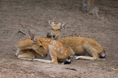 Genç Whitetail Geyiği erkek ve kadın halka açık parkta birlikte oturuyorlar.