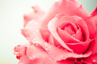 Beyaz arkaplanda su damlaları olan taze bir gül