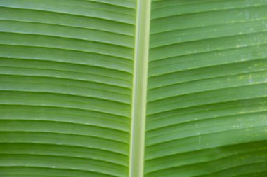 yeşil muz yaprağı dokusu arkaplanı