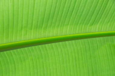 yeşil muz yaprağı dokusu arkaplanı