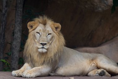 Aslan dinleniyor ve izliyor