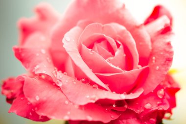 Beyaz arkaplanda su damlaları olan taze bir gül