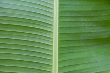 yeşil muz yaprağı dokusu arkaplanı