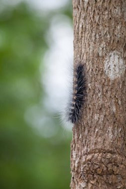 Yünlü Ayı Tırtıl, Doğa