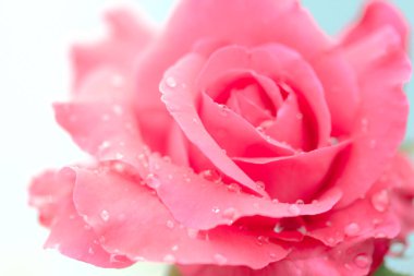 Beyaz arkaplanda su damlaları olan taze bir gül