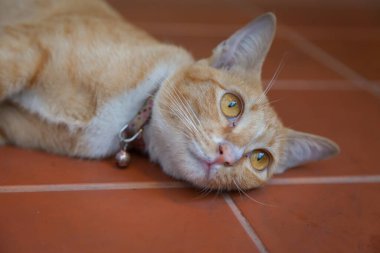 Genç kızıl kedi yerde dinleniyor.