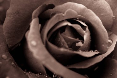 Beyaz arkaplanda su damlaları olan taze bir gül