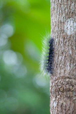 Yünlü Ayı Tırtıl, Doğa