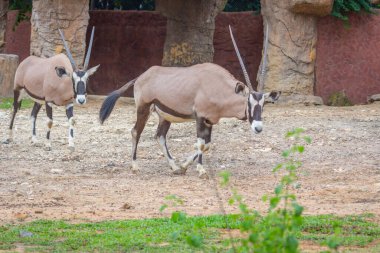 Gemsbok antilobu (Oryx gazella) geyiği, Güney Afrika
