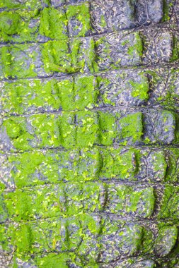 Su zeminli timsah dokusu