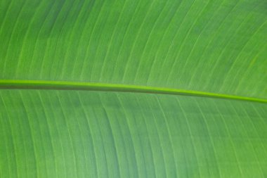 yeşil muz yaprağı dokusu arkaplanı