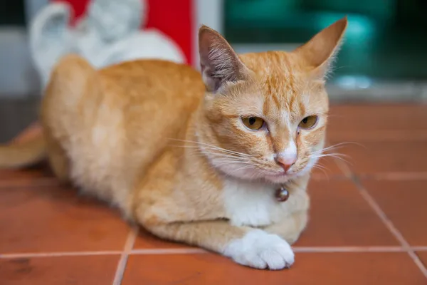 Jovem Gato Gengibre Descansando Chão — Fotografia de Stock