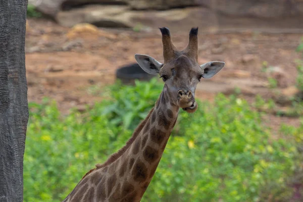 Lingua Volto Della Giraffa Masai Picchi Intorno Cespuglio — Foto Stock