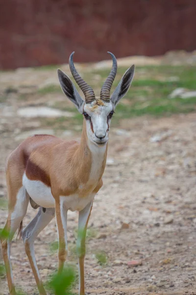 Gemsbok Antilop Oryx Gazella Hjort Sydafrika — Stockfoto