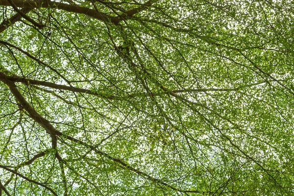 Hoja Verde Uso Natural Para Fondo — Foto de Stock