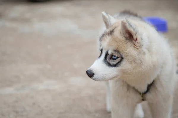 Blanco Siberian Husky Cachorro Busca Alimentos —  Fotos de Stock