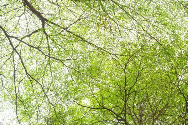 Green Leaf Natural Use Background — Stock Photo, Image