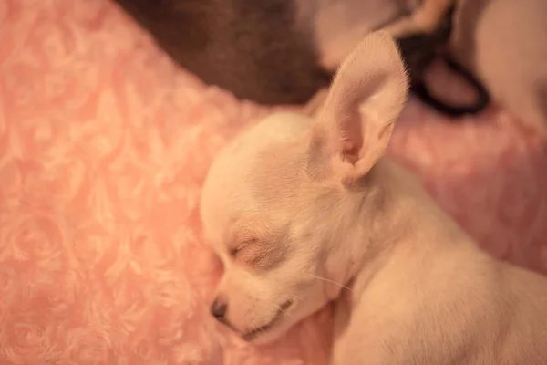 Baby Chihuahua Schläft Auf Rosa Bett — Stockfoto