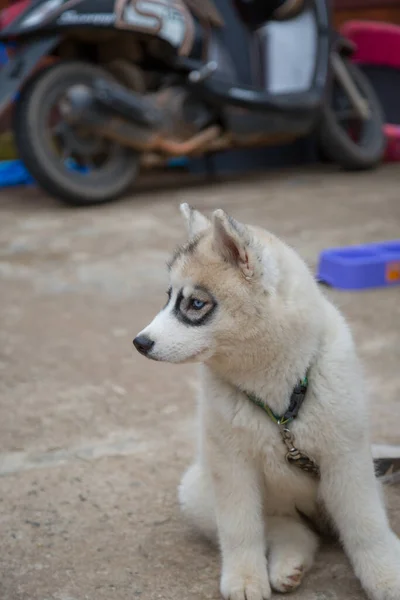 Witte Siberische Husky Puppy Zoek Naar Voedsel — Stockfoto