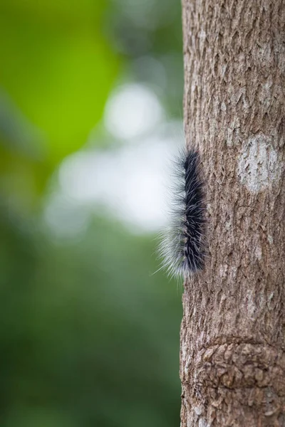 Woolly Bear Caterpillar Natur — Stockfoto