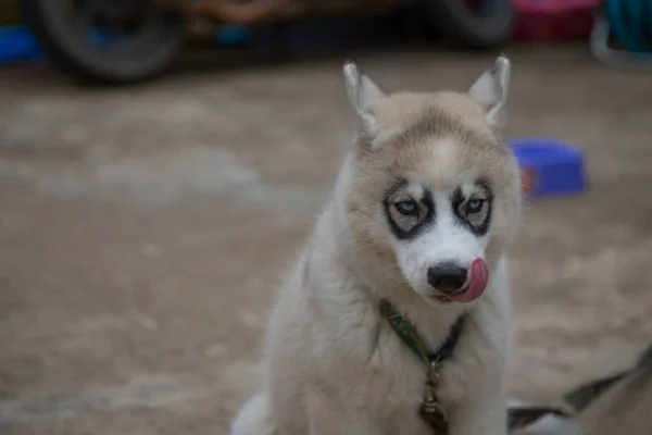 Witte Siberische Husky Puppy Zoek Naar Voedsel — Stockfoto