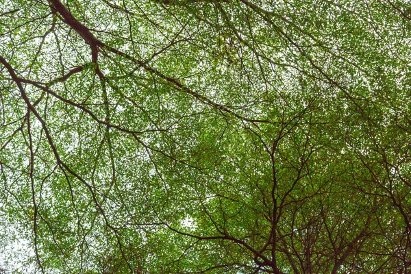 Gran Árbol Con Ramas Sombra Luz Del Sol — Foto de Stock