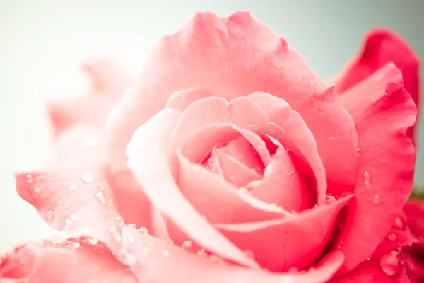 Čerstvá Růže Kapkami Vody Bílém Pozadí — Stock fotografie