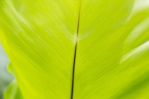 Folha Verde Textura Fundo — Fotografia de Stock