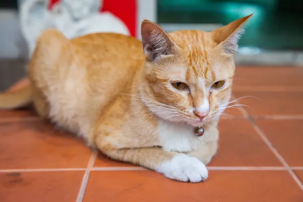 Рыжая Кошка Полу — стоковое фото